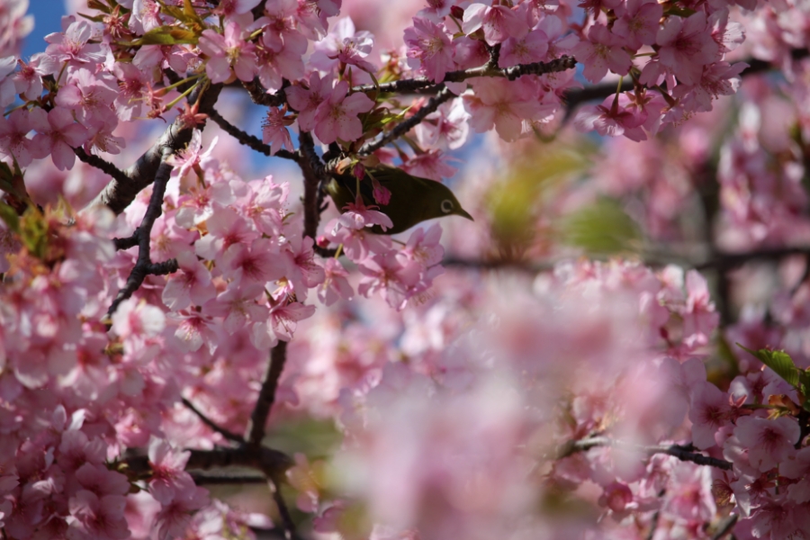 河津桜とメジロ